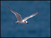sandwich_tern_201809