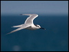 sandwich_tern_201817
