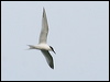 sandwich_tern_51520