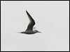 sandwich_tern_52119