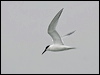 sandwich_tern_55046