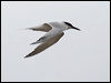 sandwich_tern_55059