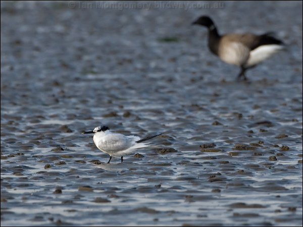 Sandwich Tern sandwich_tern_140485.psd