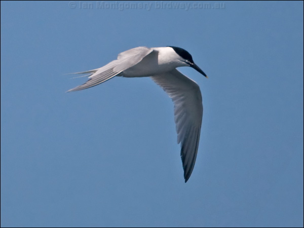 Sandwich Tern sandwich_tern_144956.psd