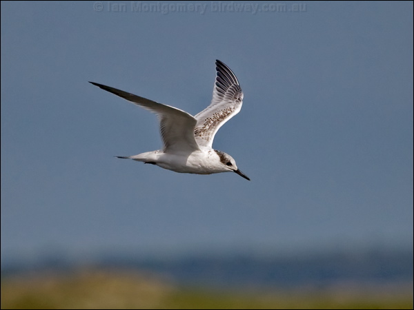 Sandwich Tern sandwich_tern_201808.psd