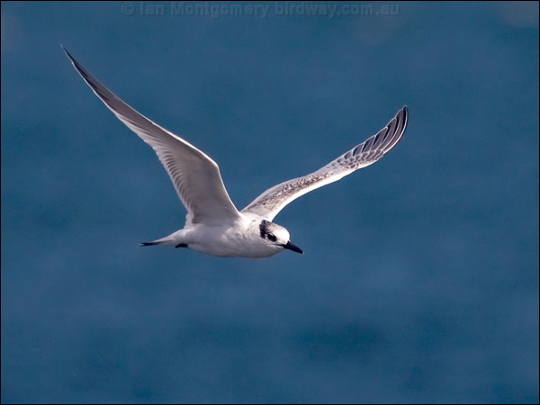 Sandwich Tern sandwich_tern_201809.psd