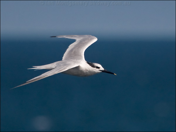 Sandwich Tern sandwich_tern_201817.psd