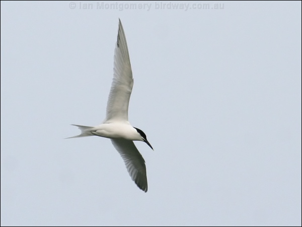 Sandwich Tern sandwich_tern_51520.psd