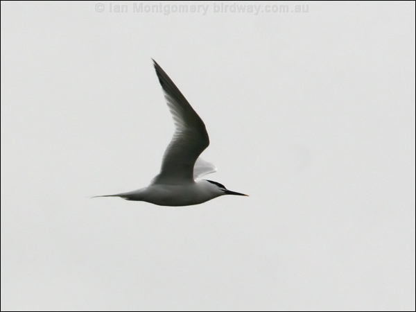Sandwich Tern sandwich_tern_52119.psd