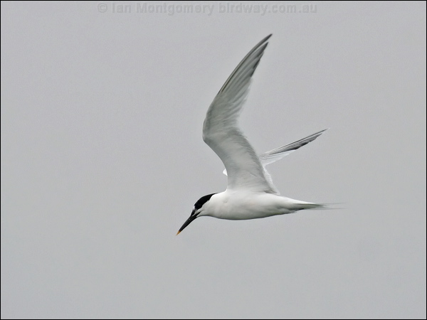 Sandwich Tern sandwich_tern_55046.psd