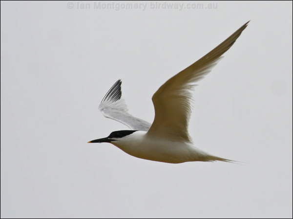 Sandwich Tern sandwich_tern_55185.psd