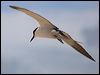 sooty_tern_153774