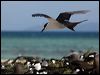 sooty_tern_153779