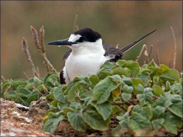 Sooty Tern sooty_tern_140942.psd