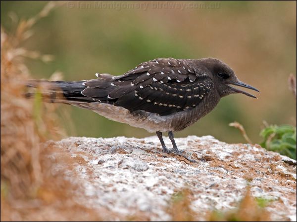 Sooty Tern sooty_tern_140944.psd