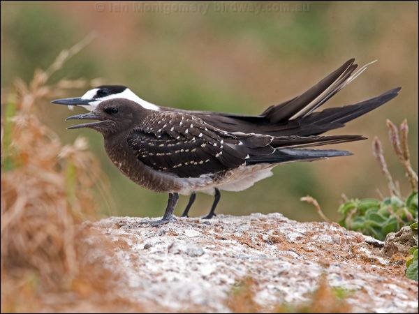 Sooty Tern sooty_tern_140947.psd