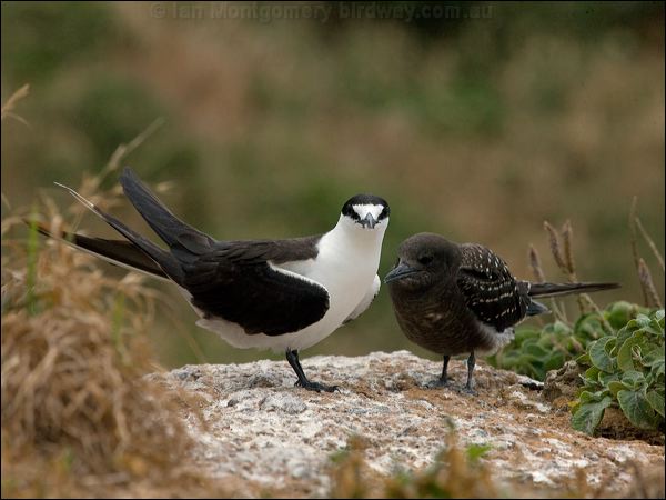 Sooty Tern sooty_tern_140958.psd