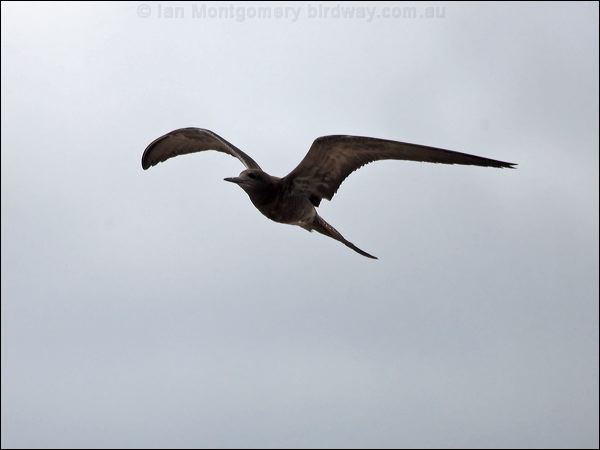 Sooty Tern sooty_tern_141162.psd