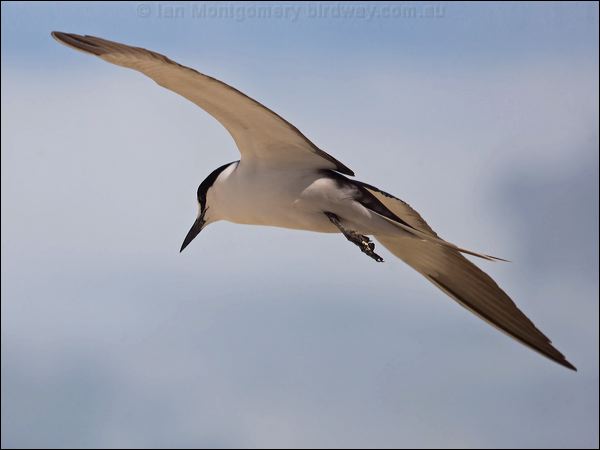 Sooty Tern sooty_tern_153774.psd