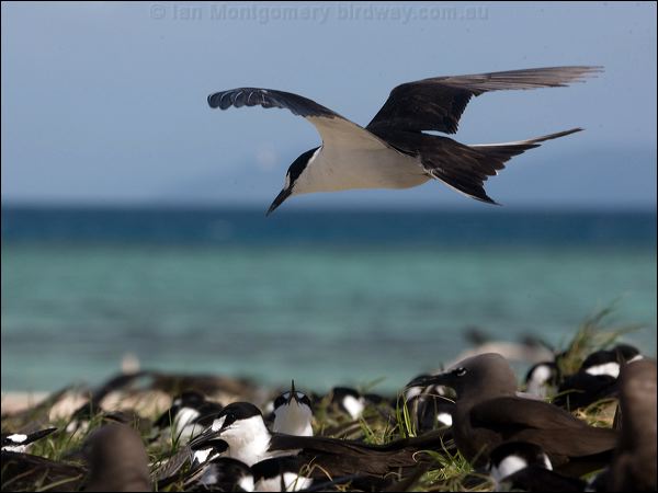Sooty Tern sooty_tern_153779.psd