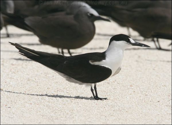 Sooty Tern sooty_tern_45006.psd