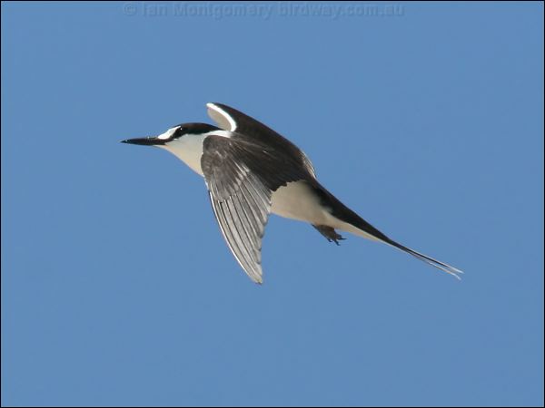 Sooty Tern sooty_tern_45182.psd