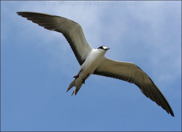 Sooty Tern sooty_tern_45347.psd