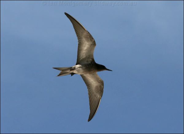 Sooty Tern sooty_tern_45758.psd