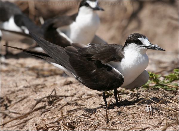 Sooty Tern sooty_tern_45783.psd