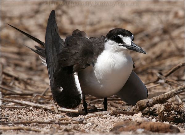 Sooty Tern sooty_tern_45790.psd
