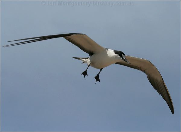 Sooty Tern sooty_tern_45812.psd