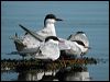 Click here to enter gallery and see photos of Whiskered Tern