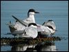 whiskered_tern_08052