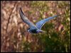 whiskered_tern_168481