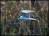 whiskered_tern_168502