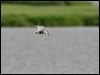 whiskered_tern_54190