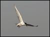 whiskered_tern_91890