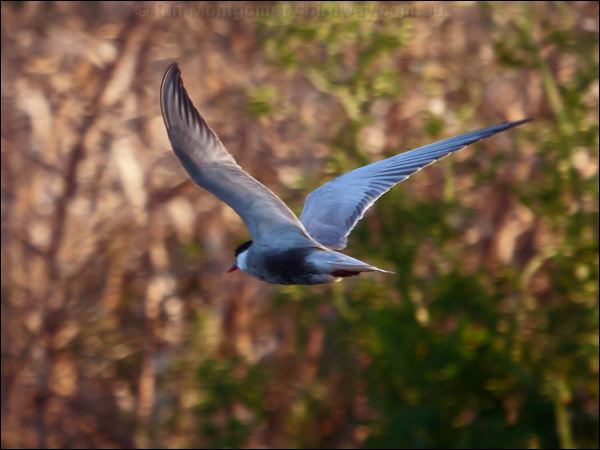 Whiskered Tern whiskered_tern_168481.psd