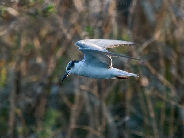 Whiskered Tern whiskered_tern_168502.psd