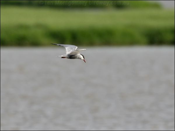 Whiskered Tern whiskered_tern_54190.psd