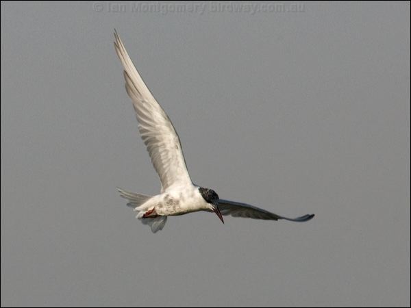 Whiskered Tern whiskered_tern_91890.psd