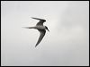 Click here to enter gallery and see photos of White-fronted Tern