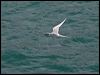 white_fronted_tern_122811