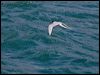 white_fronted_tern_122817