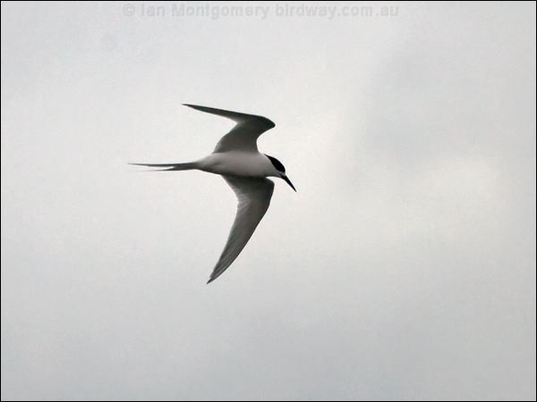 White-fronted Tern white_fronted_tern_122784.psd
