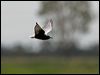 white_winged_tern_100018