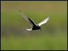 Click here to enter gallery and see photos of White-winged Tern