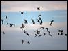 white_winged_tern_100080