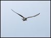 white_winged_tern_86132