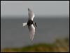 white_winged_tern_86218